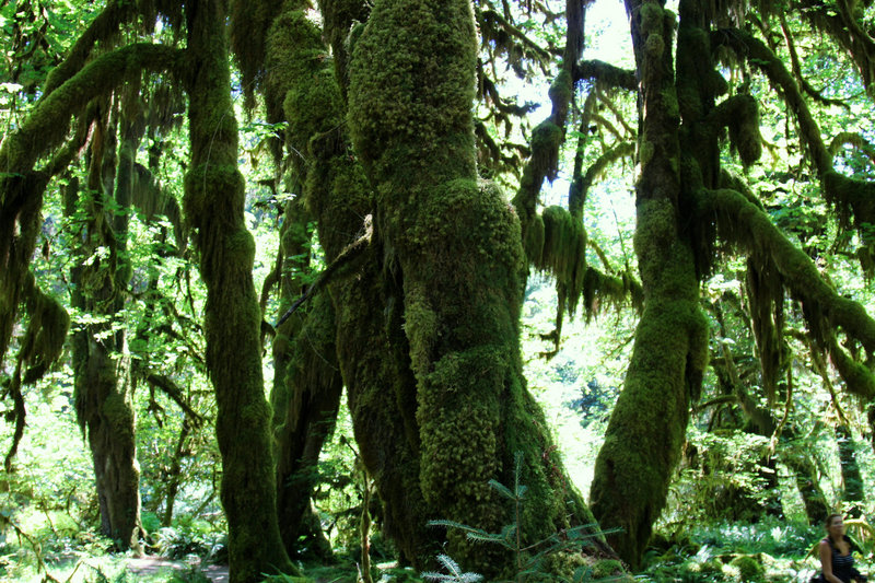 Moss shade behind the sunlight on Hoh River Trail