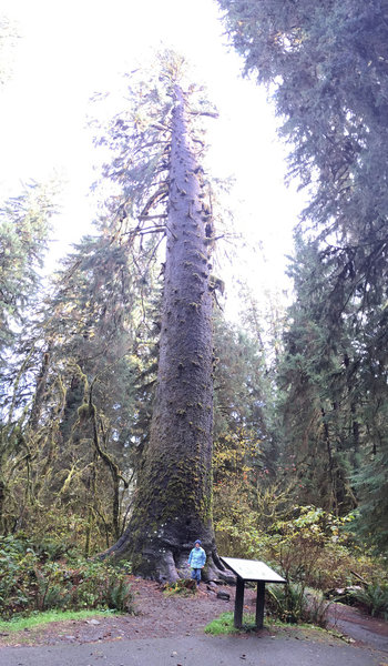 World's Largest Sitka Spruce