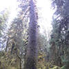 World's Largest Sitka Spruce