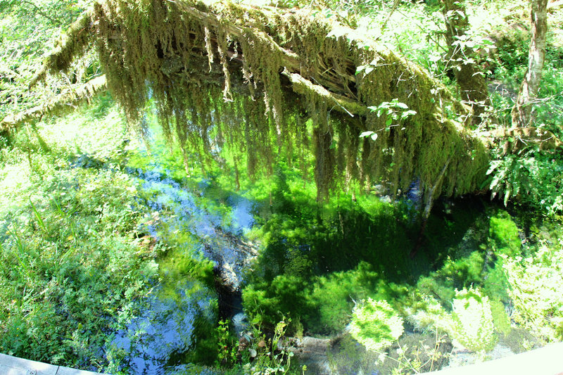 Reflection of tranquil stream