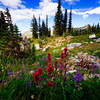 Wildflowers going off!