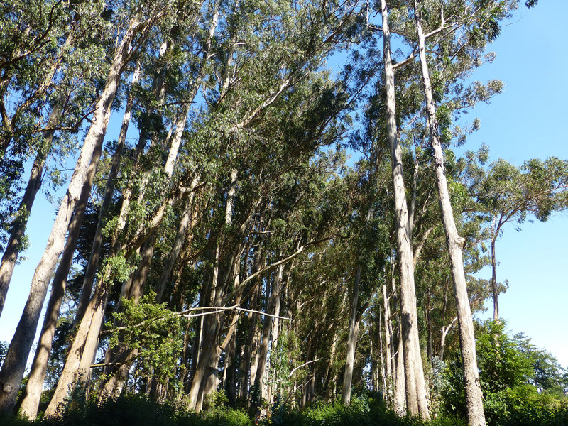 Stand of eucalyptus off the Kule Loklo Trail