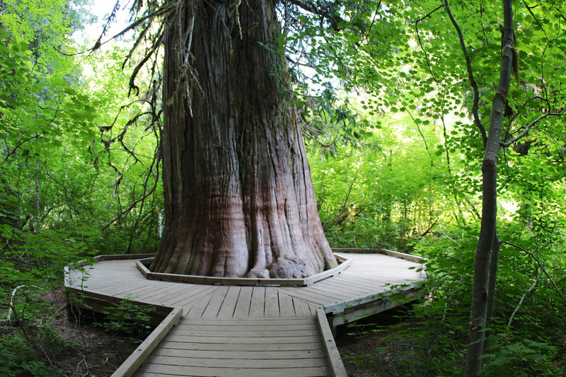 Around the Douglas Fir