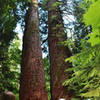 Douglas Fir cut in half and still alive