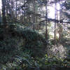 Typical forest along the Lake Ranch trail