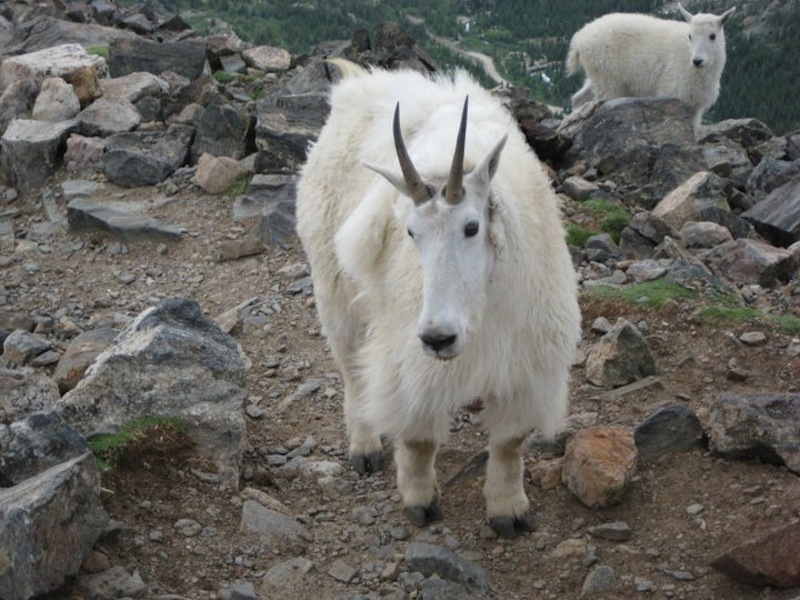 A curious mother mountain goat, baby in tow, chilling right on the trail. These creatures won't hesitate to check you out.