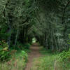 Tree tunnel on the Inverness Ridge trail