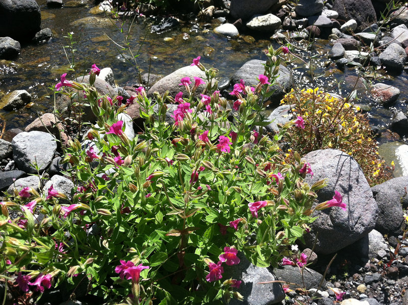 Lewis's Monkeyflower