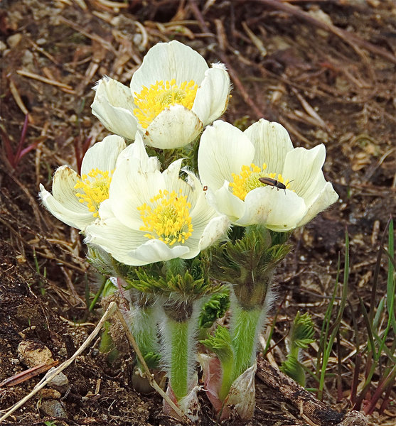 Western anemone on Sourdough Ridge.