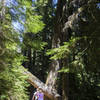 Hikers walk on the trail that leads to the Grove of the Patriarchs.