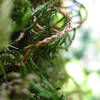 Macro mode of Moss