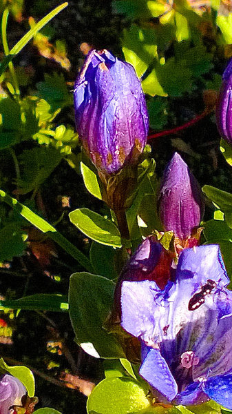 Wildflower in Rainier National Park