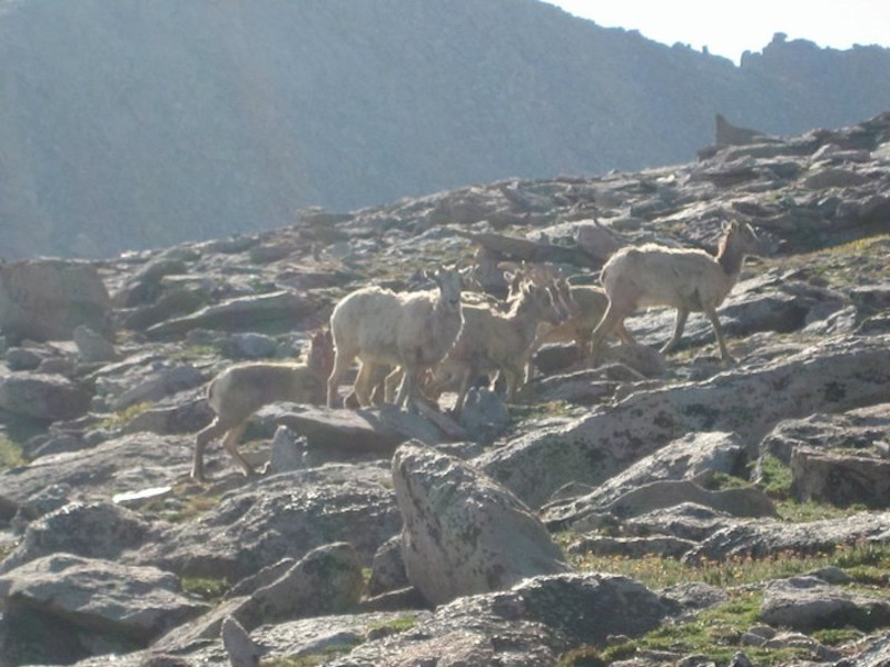 Bighorn sheep hanging out, high on Mt. Evans.