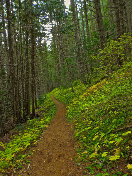 Almost back to the Crystal Lake trail junction