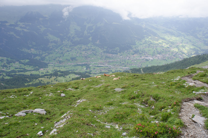 Cows brought to high pasture above Grindelwald.