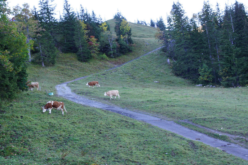 Cows along the Alpiglen Trail.