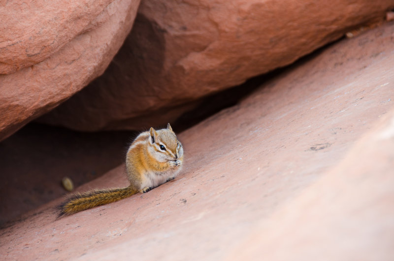 Yes, they are adorable, but don't feed them!  Hopi Chipmunk