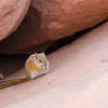 Yes, they are adorable, but don't feed them!  Hopi Chipmunk