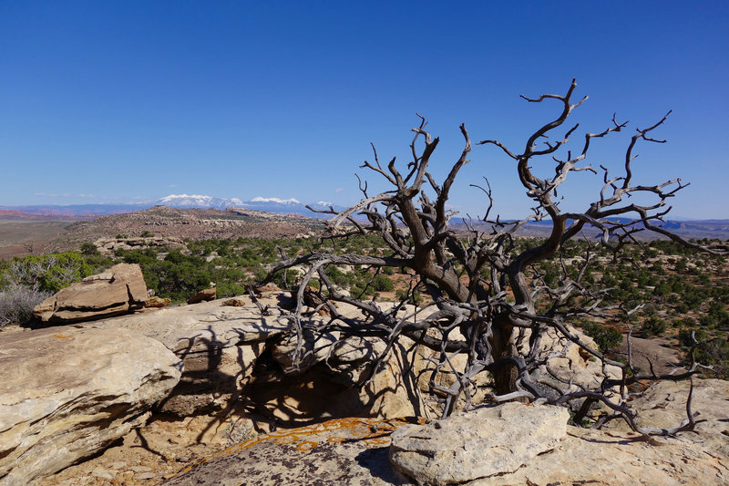 Klondike Bluffs tree