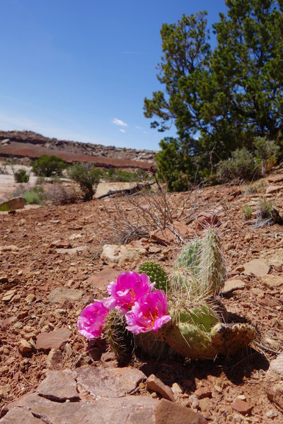 Klondike Bluffs cactus
