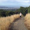 Great views of Dunedin on the Pineapple Track.