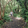 Beautiful forest on McGouns Track