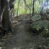 Some rocks offering extra challenging lines for those seeking them on Trail A.