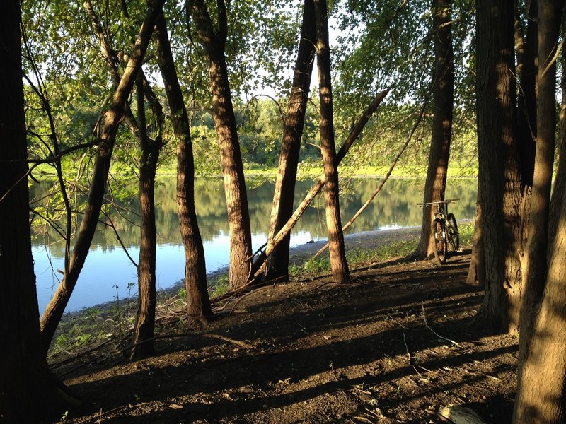 My favorite part of the trail where it passes between dozens of mature trees along the edge of the pond.