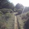 Entering the woods on Bolinas Ridge