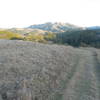 View of Blacks Mountain from the Jewell Trail