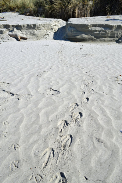 Penguin tracks on the beach.