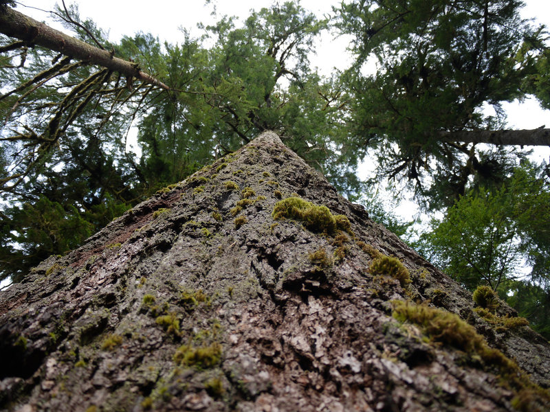 Old thick bark.  From the Gatton Creek Trail.