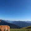 The deer and the Olympic Mountains overlook