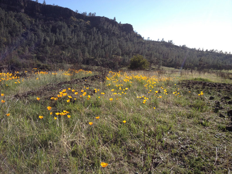 Wild Flowers along the South Rim Trail.