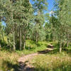 Running through the aspens