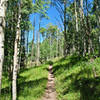 Running through the aspens!