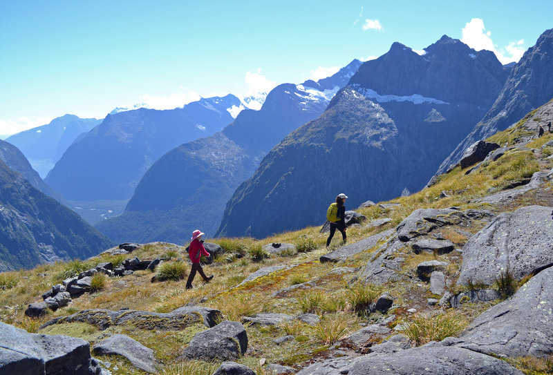 Alpine meadows at Gertrude Saddle.