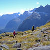 Alpine meadows at Gertrude Saddle.