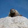 A curious critter chills along the summit ridge of Mt. Shavano.