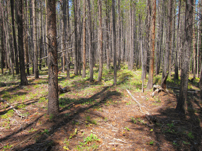 Lodgepole pine (Pinus contorta) forest on  Eagles Nest Wilderness Lily Pad Lake Trail