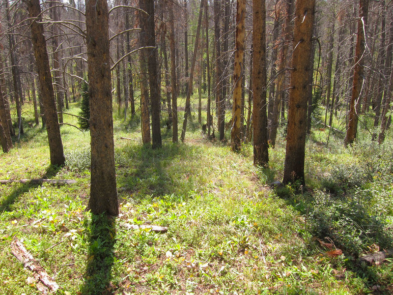 Lodgepole pine (Pinus contorta) forest on Eagles Nest Wilderness Lily Pad Lake Trail