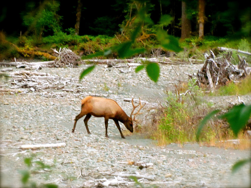 Elk browsing