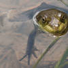 Beaver Pond