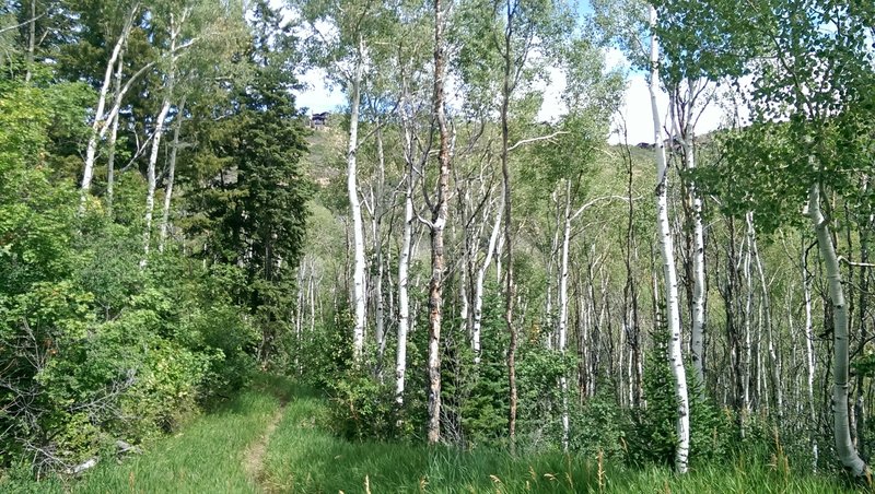 Aspens along the trail