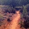 Smooth trail lined with Junipers and cacti in this section.