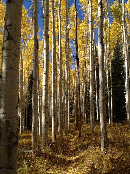 Towering aspens