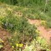 Good wildflowers in this sunny section.