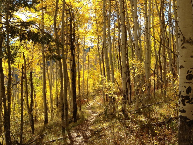 Amazing light in the aspens.