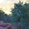 A juniper?  On the Wilson Mountain Trail.