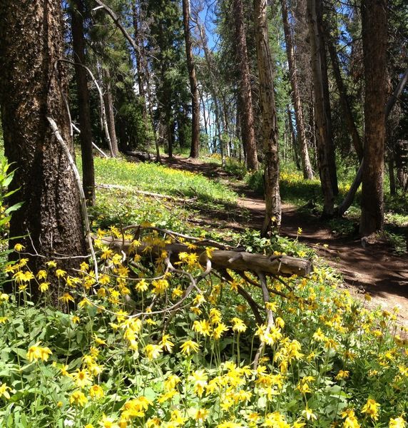 Wildflowers on Rose Pedal